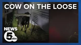 Punch the cow was on the run in Forest Hill area, owners asked to contact police