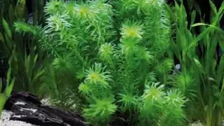 Топ 5 неприхотливых аквариумных растений для начинающего аквариумиста
