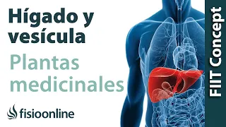 Todas las plantas medicinales para el hígado y vesícula biliar