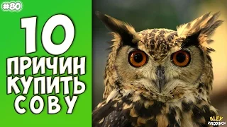 10 Reasons To Buy A Owl - Interesting facts!