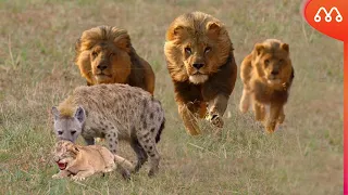 WHEN LIONS CATCH THE HYENA WITH THEIR PUPPY