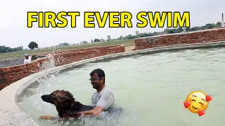 German shepherd puppy swimming for the first time 🤗 Born Swimmer | Dollar the gsd