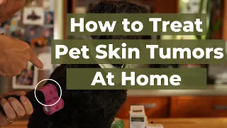 Discover the Top 5 Home Remedies for Skin Tumors in Dogs and Cats