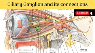 Ciliary ganglion | Situation | Relations | Connections | Branches & Distribution