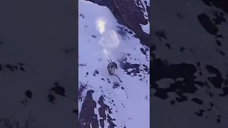 Snow 🐆 leopard fall off cliff to hunt 😱🦌| leopard hunt deer | #shorts #short