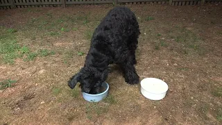 Giant Schnauzer eats dinner in his DOG PARK !