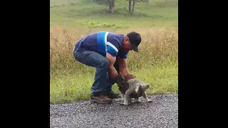 "Angry Little Fella": Queensland Man Rescues Growling Koala From Road