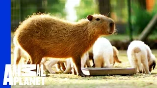 Cheesecake the Capybara Fosters Puppies