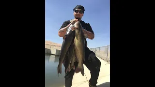 How I Catch Catfish In The California Aqueduct