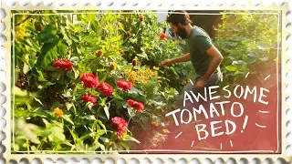 The Most Beautiful Tomato Bed Ever - Companion Planting