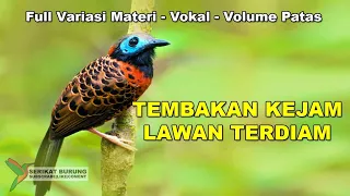 LAWAN TERDIAM | Masteran Tembakan Kejam Full Variasi Materi Untuk Murai Batu C.Ijo Kacer - Mewah