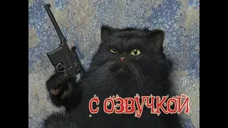 смешные коты с озвучкой / funny cats