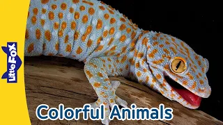 Colorful Animals | Gecko | Parrot | Flamingo | Ladybug | Clown Fish | Monarch Butterfly |Turkey