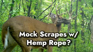 Making Mock Scrapes with Hemp Rope!