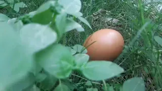 My egg !!