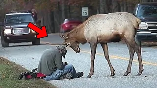 Reindeer asks homeless man for help, when he learns the reason, he called the police!