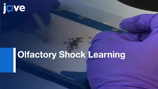 Olfactory Shock Learning | Protocol Preview