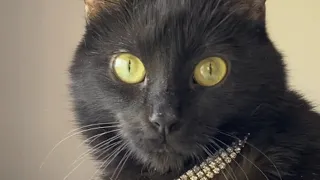 Black cat was nearly put down for kitty cold. Then a woman gave her another chance.