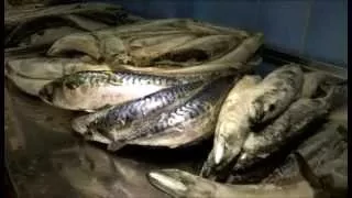 В Шымкенте открыто производство продукции из морской рыбы