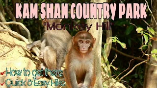 KAM SHAN COUNTRY PARK/MONKEY HILL/HOW TO GET THERE