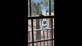 Hilarious moment squirrel is caught spinning from bird feeder - full video