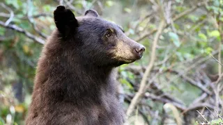 Black Bear at Phelps Lake, Grand Teton National Park