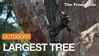 General Sherman, The World’s Largest Tree, Undergoes A Health Inspection