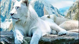 The Most Unique Lions on Earth