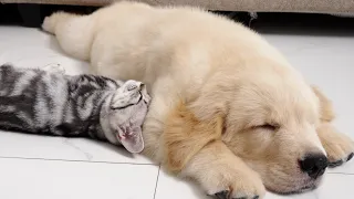 Incredible Love Story: Kitten Falls Deeply In Love with Golden Retriever