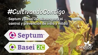 Prevención y control de mildiu y oídio de la vid | Septum y Basei2C