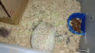 HOW HEDGEHOG CARRYING HER BABY 😍