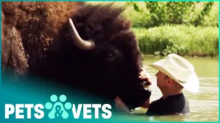 Cowboy Lives With Giant Buffalo