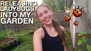 Tips On Releasing Ladybugs In Your Garden 🐞