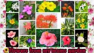 33 Most common and beautiful flower varieties from Indian gardens |Flowers from my moms garden