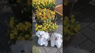 Henlo! 🐶 #shorts #cute #puppy #dog