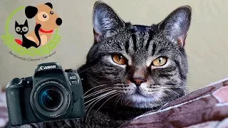 Купили зеркалку Canon 77 d Спасибо зрителям канала! Свершилась мечта :)