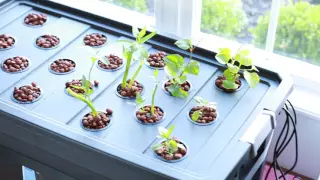 Hydroponic System Build - DWC Water Spinach Pepper and Herbs