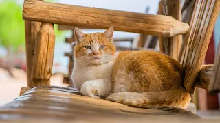 Music for Cats - Peaceful Music to Calm your Cat, Deep Relaxation, Comfortable Sleep