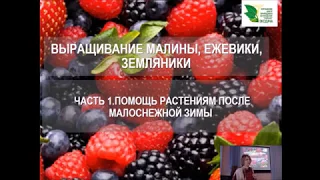 Земляника  и малина после малоснежной зимы