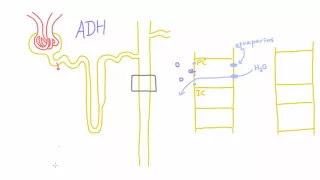 How does Antidiuretic Hormone (ADH) work?