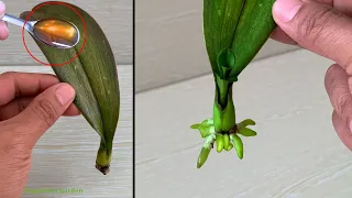 Just one spoon! Suddenly an orchid leaf took root instantly, faster than ever