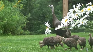 Wild Turkey Babies [Part IV]