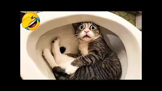 Try Not To Laugh 😅 Funniest Cats and Dogs 2023 😹🐶