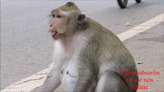 What the fun of monkey - monkey funny video #140