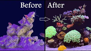 Red Sea Reefer 350: One Year of Coral and Fish Growth