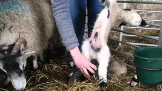 Lambing 2016