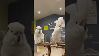 Umbrella Cockatoos Dancing