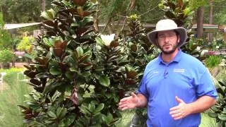 Teddy Bear Southern Magnolia