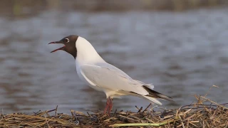 BLACK-HEADED GULL, Naurulokki, Larus ridibundus,Finland