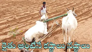 how we work with oxen-ploughing field with oxen bull-farming with oxen-ox video-cattle video-bulls🐂🐂